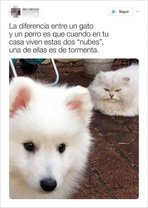 tuits graciosos de animales