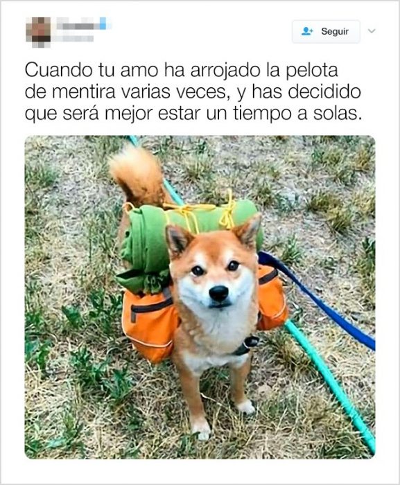 tuits graciosos de animales