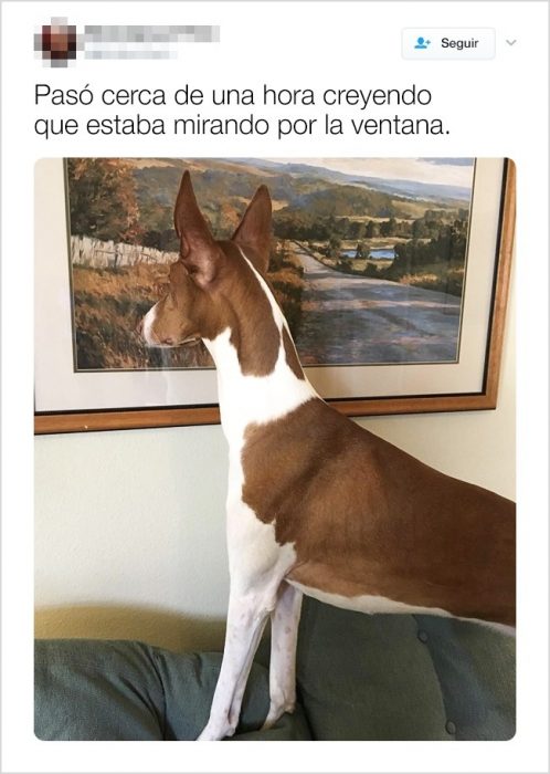 tuits graciosos de animales