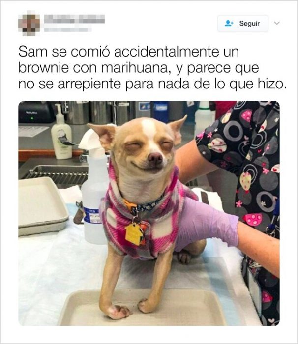 tuits graciosos de animales