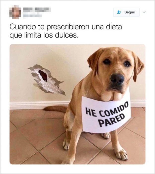 tuits graciosos de animales