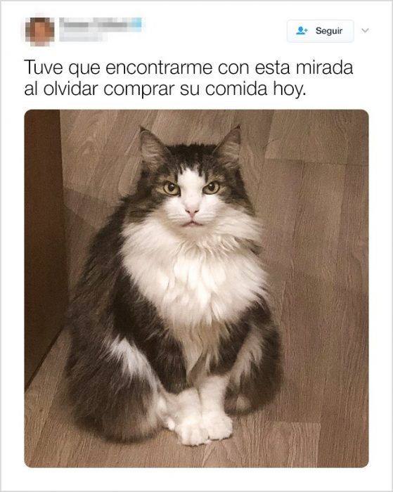 tuits graciosos de animales