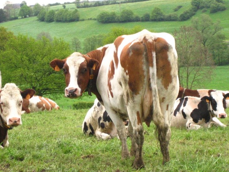 Secretos de un veterinario