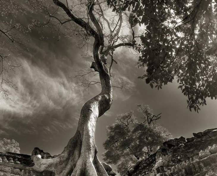 vista baja de pasiaje con árbol