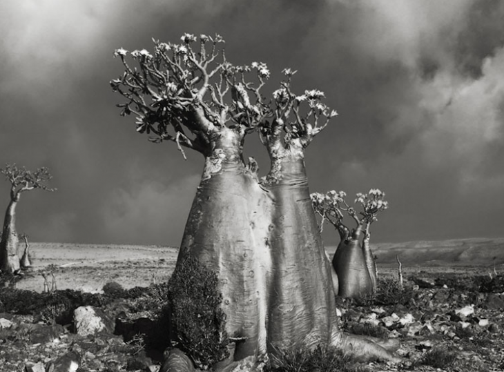 tronco de arbol grueso