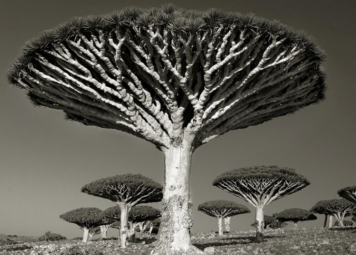 paisaje en blanco y negro