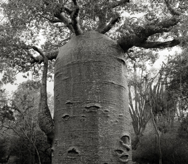 áRBOL GIGANTE