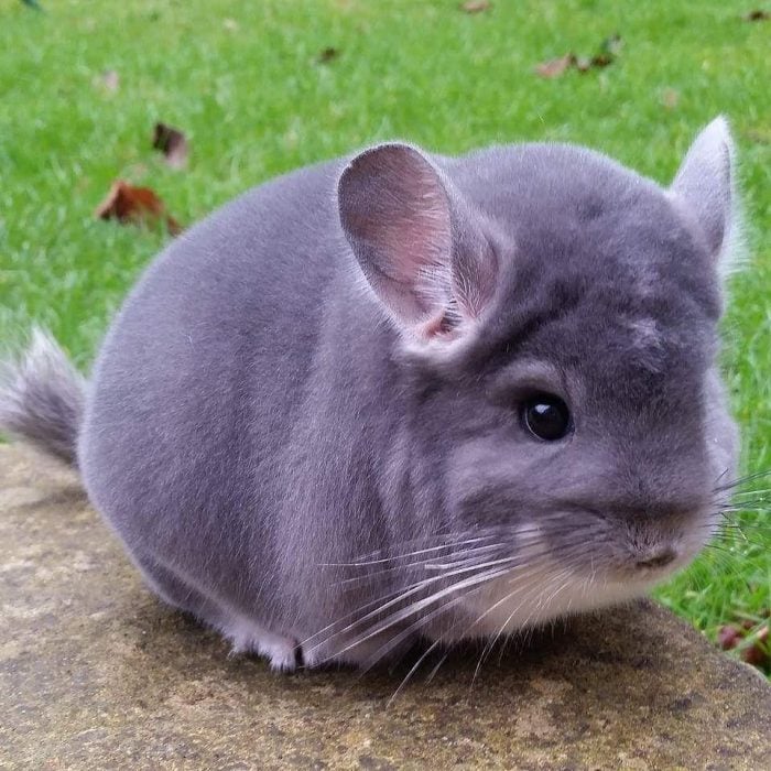 Chinchilla