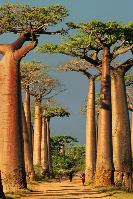 baobabs