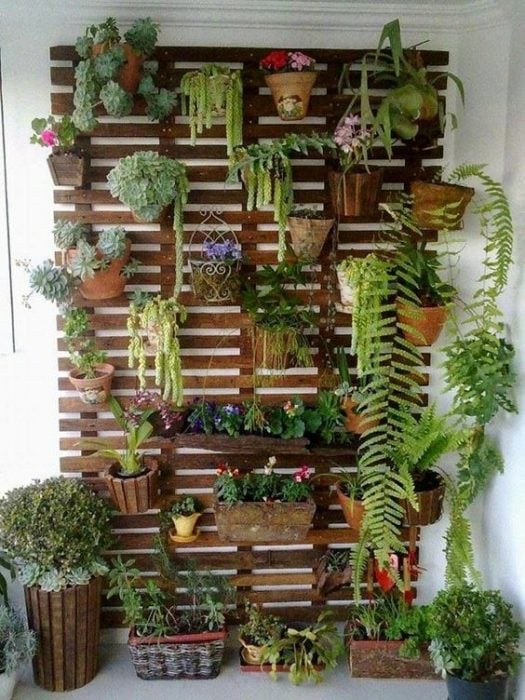 plantas pared
