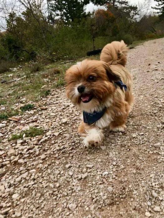 perrito paseando