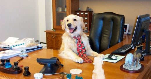 Cover razones de porqué llevar tu perro al trabajo es lo mejor