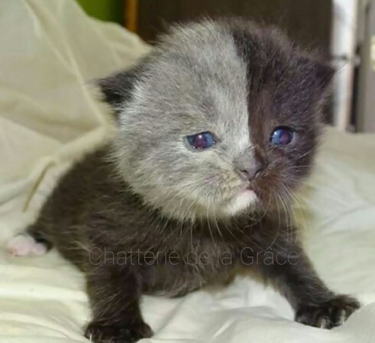 Gata con doble cara