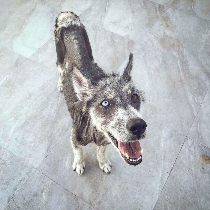 Perrito de la calle que se transformó