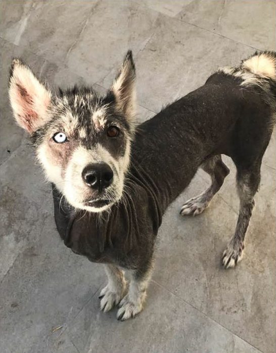 Perrito de la calle que se transformó