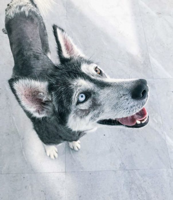 Perrito de la calle que se transformó