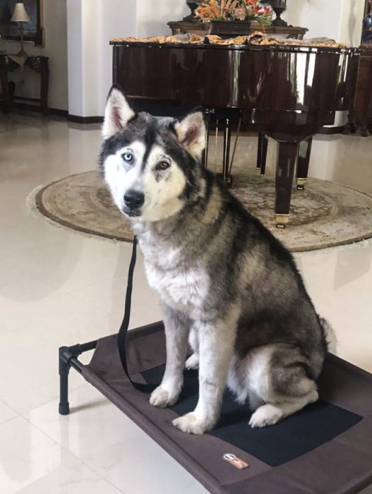 Perrito de la calle que se transformó