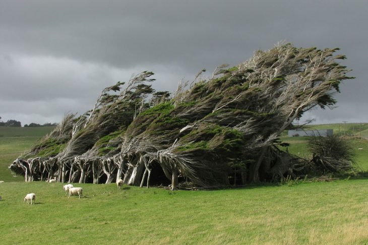 arboles nz