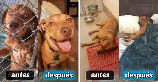 Cover antes y después de la adopción