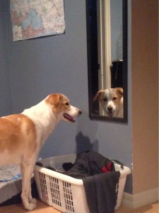 perro espejo