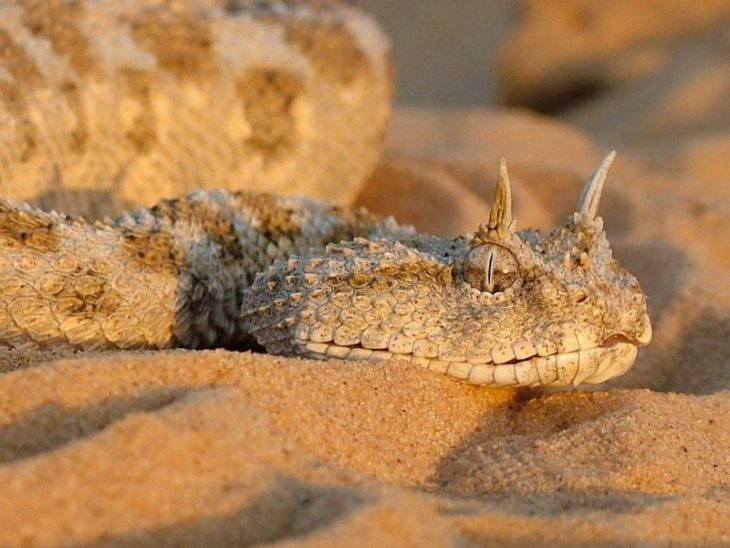 serpiente con cuernos