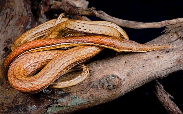 serpiente madagascar