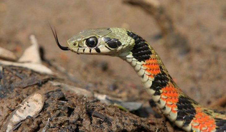 serpiente tigre