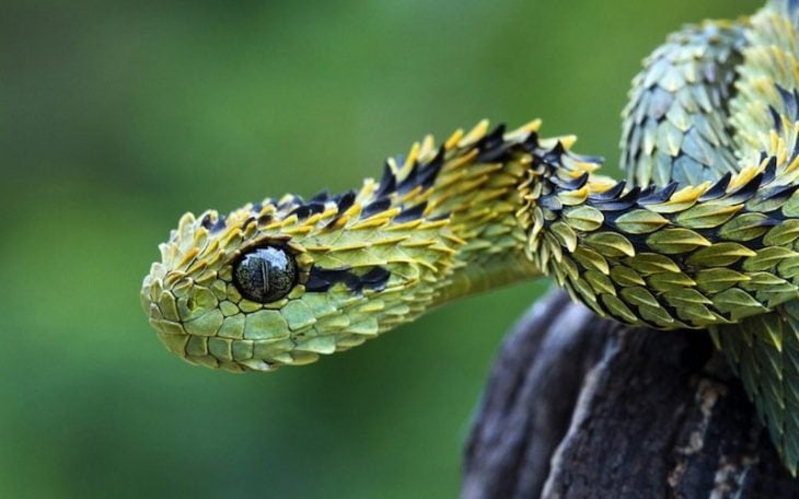 serpiente