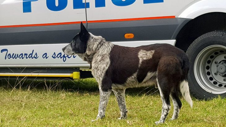 Perro sordo salva a niña