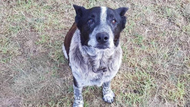 Perro sordo salva a niña