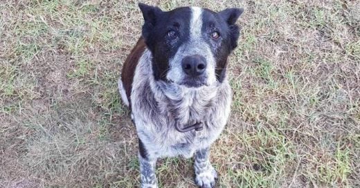 Max, el perro que salvó a una pequeñita de 3 años en australia