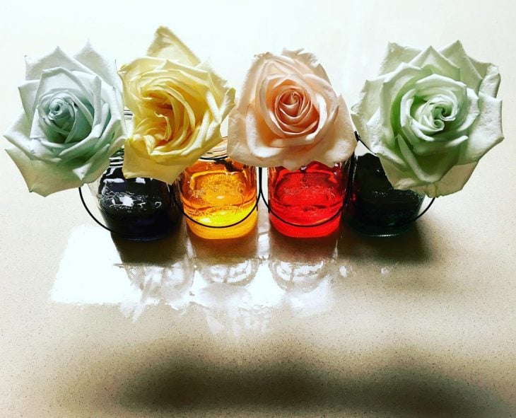 Rosas en vasos con colorante