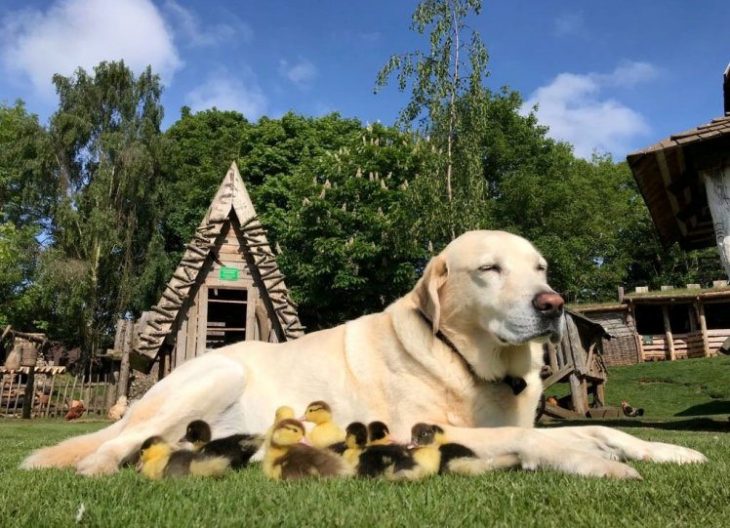 Perro labrador adopta a 9 patitos