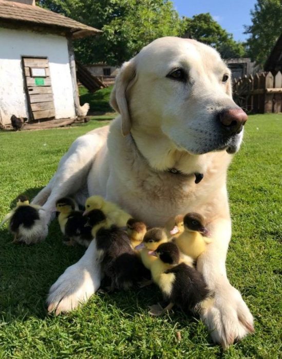 Perro labrador adopta a 9 patitos