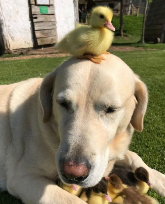 Labrador adopta a 9 patitos Recreo Viral