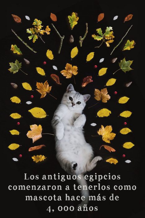 Datos curiosos sobre los gatos que no conocías