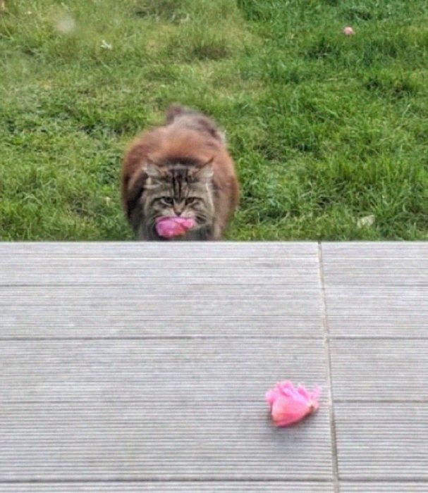 Gatito que regala flores a su dueña admirador secreto