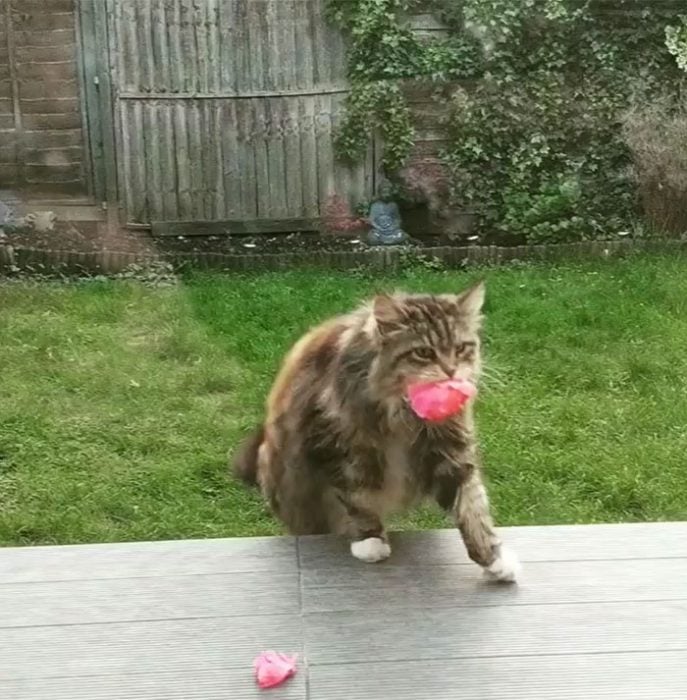 Gatito que regala flores a su dueña admirador secreto