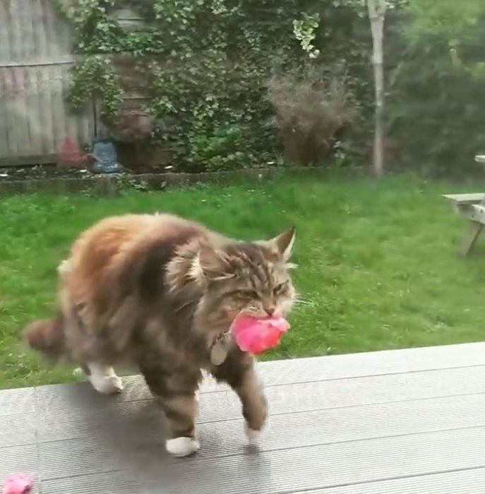 Gatito que regala flores a su dueña admirador secreto