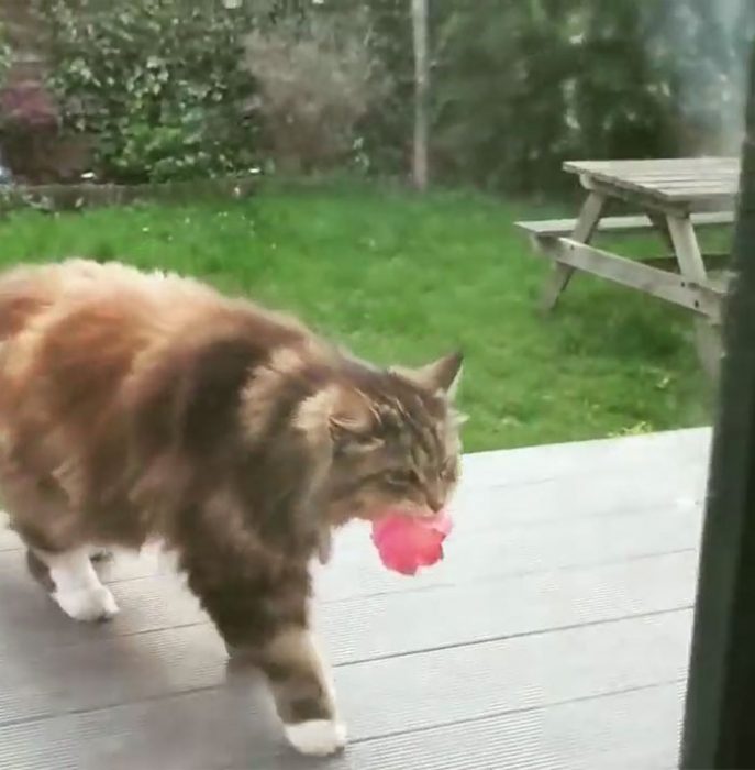 Gatito que regala flores a su dueña admirador secreto