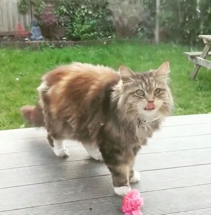 Gatito que regala flores a su dueña admirador secreto