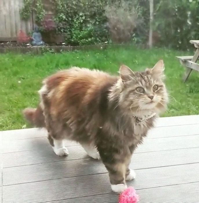 Gatito que regala flores a su dueña admirador secreto