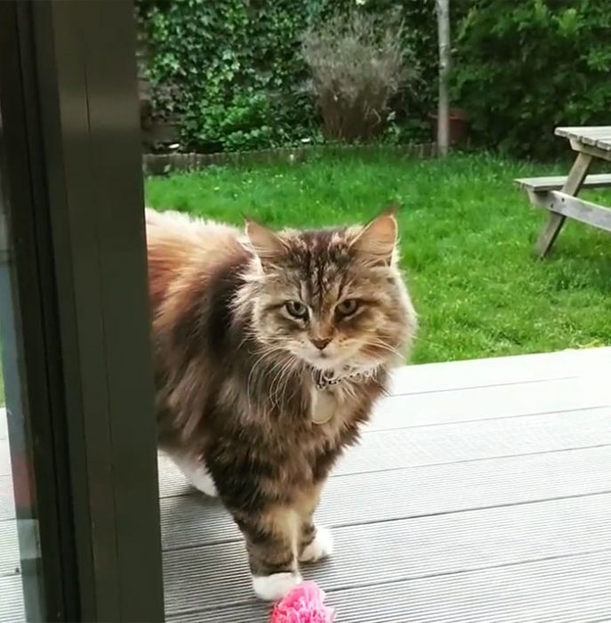 Gatito que regala flores a su dueña admirador secreto