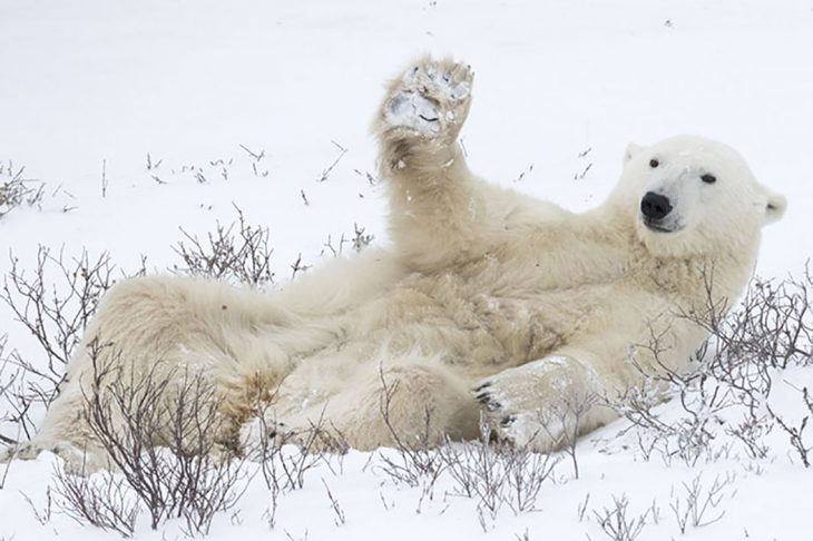 Oso polar saludando 