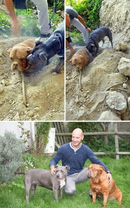 Perritos que hicieron actos heroicos Recreo Viral