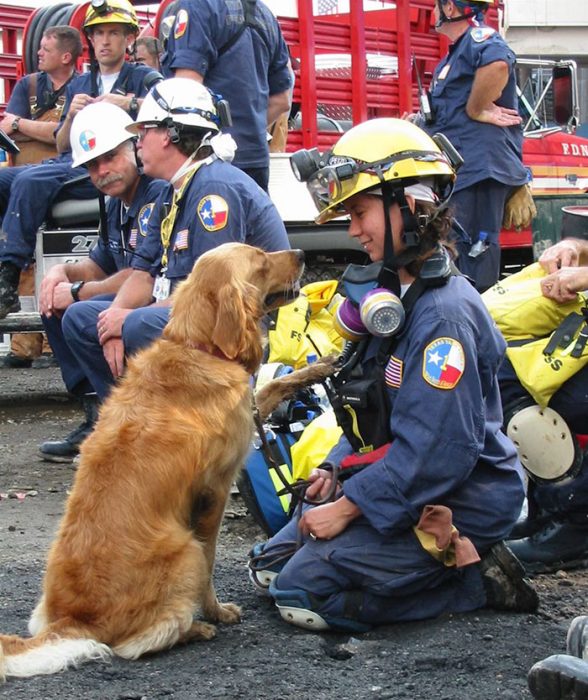 Perritos que hicieron actos heroicos Recreo Viral