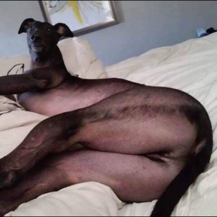 perro sensual