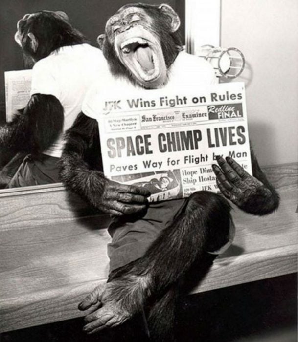 Jack el chimpancé posa con un periódico en el que aparece en la portada