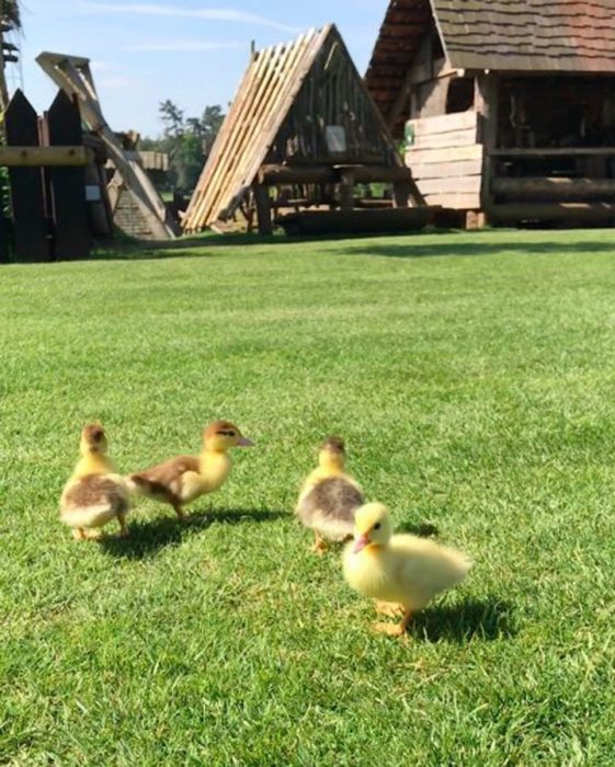 Labrador adopta a 9 patitos Recreo Viral