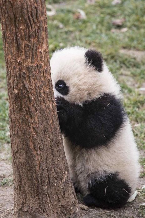 Ositos panda